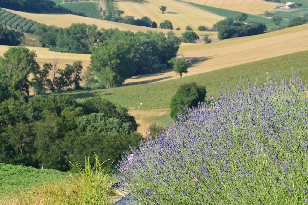 Вілла Agriturismo Tenuta Belvedere Belvedere Ostrense Екстер'єр фото